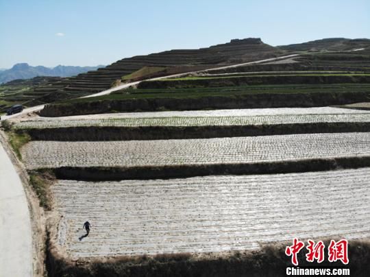 航拍甘肃天水市武山县桦林镇寨子村架豆产业. 杨艳敏 摄