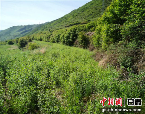 图为卓尼县西尼沟村种植的乌龙头.史静静 摄