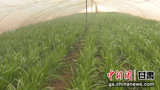 漳县武阳镇柯寨村温室韭菜抢鲜上市李志斌摄 漳县武阳镇柯寨村温室韭菜抢鲜上市李志斌摄