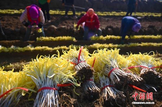 12月15日,收割摆放的“金凰后”韭黄独具特色的天然“自来卷”。李亚龙 摄 12月15日,收割摆放的“金凰后”韭黄独具特色的天然“自来卷”。李亚龙 摄