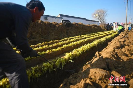 12月15日,张家大坪村种植户采用古法传统收割韭黄。李亚龙 摄 12月15日,张家大坪村种植户采用古法传统收割韭黄。李亚龙 摄