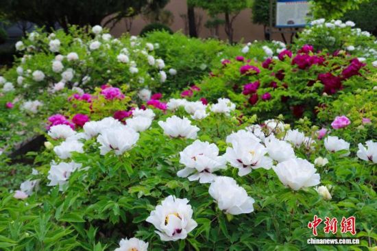 4月30日,甘肃省临夏州临夏市牡丹盛开。临夏市融媒体中心供图 4月30日,甘肃省临夏州临夏市牡丹盛开。临夏市融媒体中心供图
