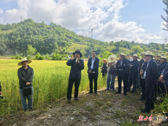 专家在康县查看小麦病虫害防治情况。 专家在康县查看小麦病虫害防治情况。