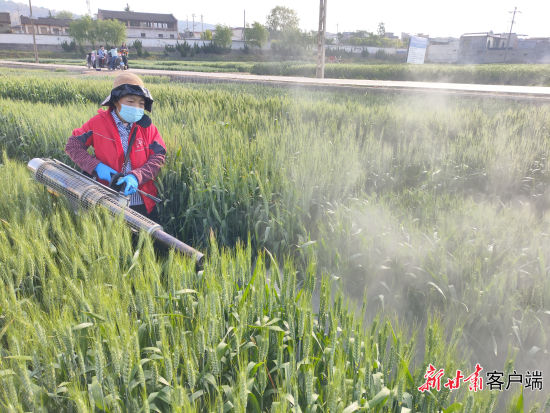 迷雾机田间防治病虫害。 迷雾机田间防治病虫害。
