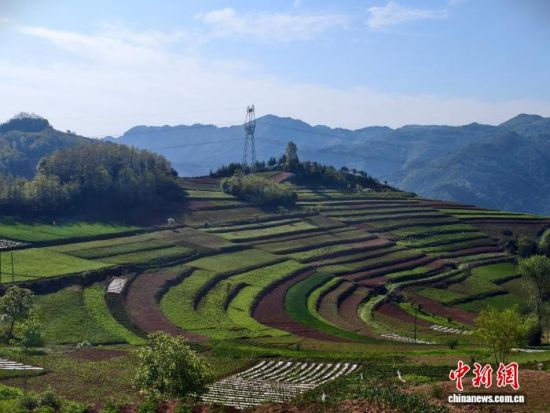 图为甘肃陇南市武都区隆兴镇羌活种植基地。武都区委宣传部供图 图为甘肃陇南市武都区隆兴镇羌活种植基地。武都区委宣传部供图