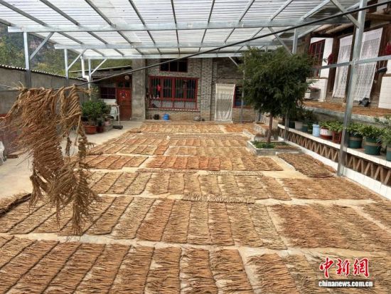 图为农户家中晾晒的羌活。武都区委宣传部供图 图为农户家中晾晒的羌活。武都区委宣传部供图
