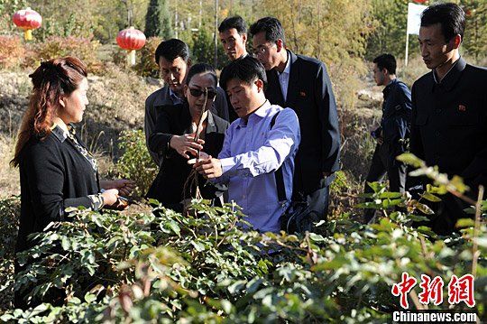 朝鲜农林专家兰州学习油用牡丹种植培育等技术