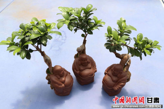 甘肃盆景达人变废为宝 制作创意瓷器盆景-甘