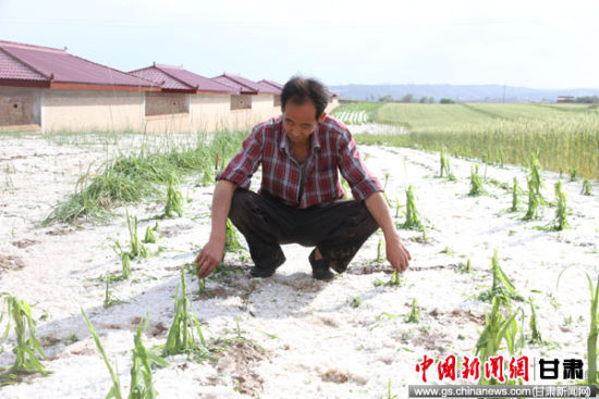 甘肃环县5乡镇遭遇冰雹天气 经济损失达千万元
