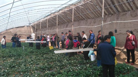 兰州红古区举办草莓新品种及种植新技术观摩会