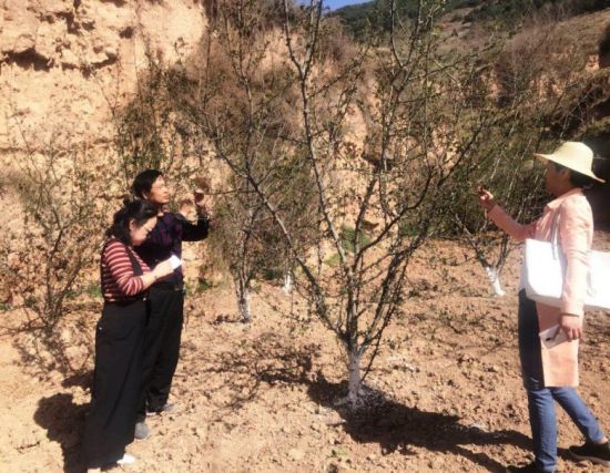 陇南市气象局第一时间组织开展霜冻灾后调查