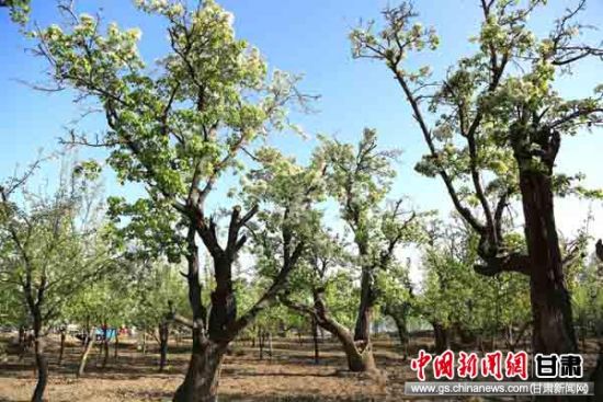 甘肃张掖百年古梨树谷雨时节花开如雪