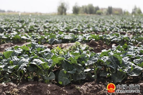 张掖打好金张掖夏菜品牌促进农民持续增收