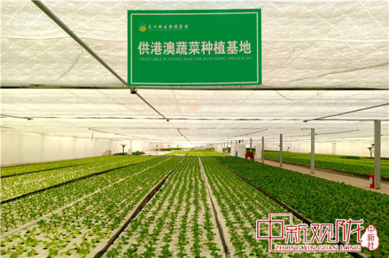 兰州新区首个供港澳蔬菜生产基地通过认证