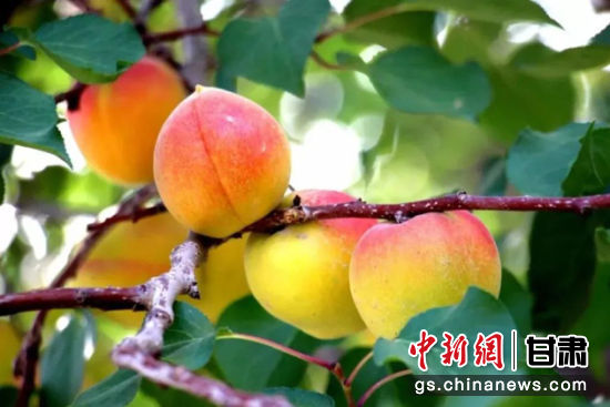酒泉金塔：“红光杏”飘香 乡村振兴路上增收好产业