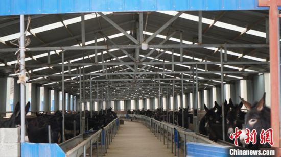 图为厂房开阔,通风良好的养驴基地. 魏建军 摄