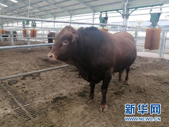 陇东早胜牛.新华网(宋燕 摄)