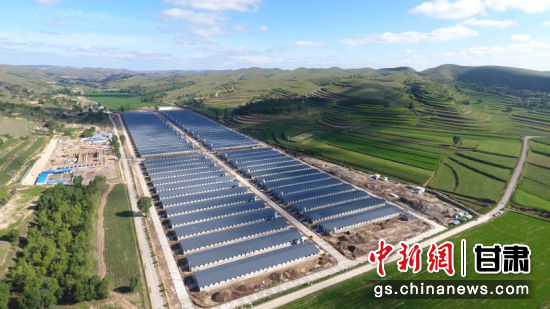 庆阳环县羊"丰收":科技引路 农户致富