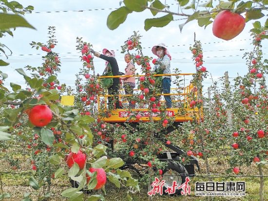 宁县焦村镇海升模式苹果产业基地员工借助机械进行采摘.
