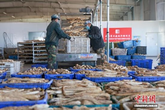 2025��11��20�գ�����ʡ��Ȫ�н����أ�����æ�Ų��ڡ��ּ𡢼ӹ���ҩ�������ء�(����ͼ)�ܺ��� ����