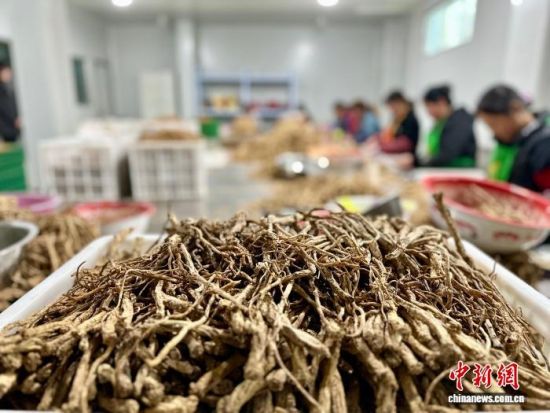 2025��2��11�գ�����¤����������կ��ҩ�ļӹ����䣬���˷ּ��Ƶ��Ρ�(����ͼ) ��� ��