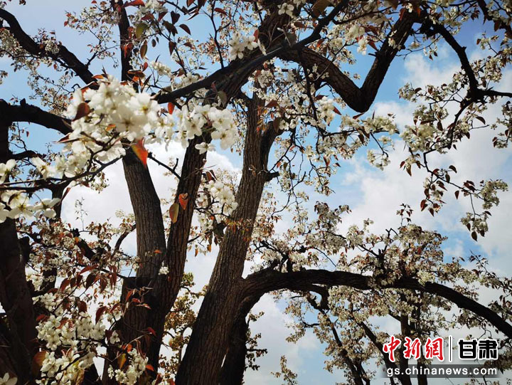 兰州皋兰万亩梨花邀客沉浸式游花海