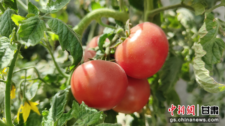 中新网甘肃新闻5月11日电 (姜海波 冀小燕)近日,瓜州县南岔镇十工村